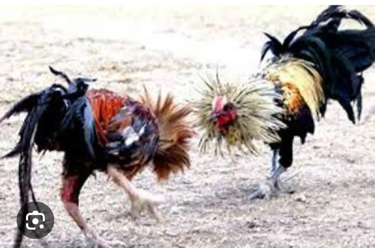Sabung Ayam dan Perjudian Dadu di Desa Bades Pasirian Lumajang Sangat Meresahkan Warga Sekitar 