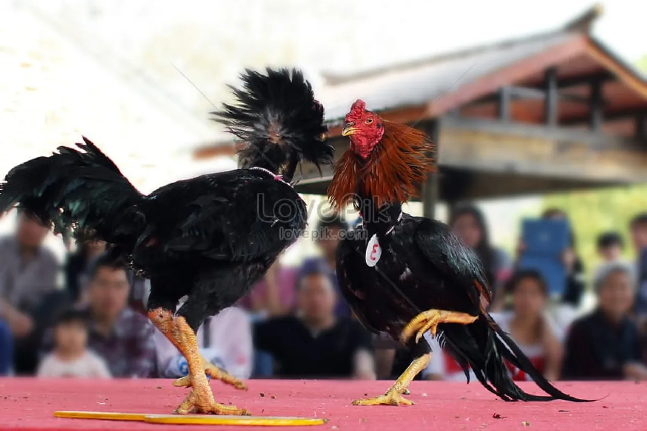 Diduga Dapat Atensi Dari Bos Kalangan Sabung Ayam dan Dadu, Polsek Ranuyoso Takut Bubarkan Perjudian