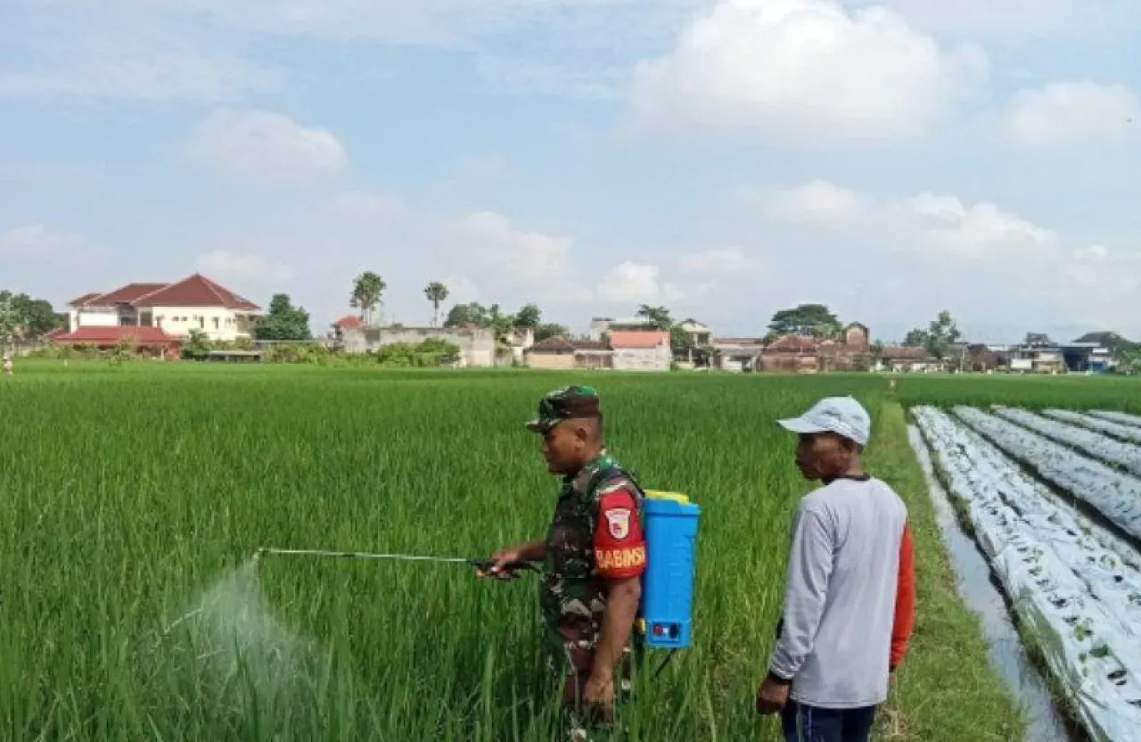 Foto : Antisipasi Serangan Ulat dan Belalang, Serda Andri Dampingi Petani Semprot Hama