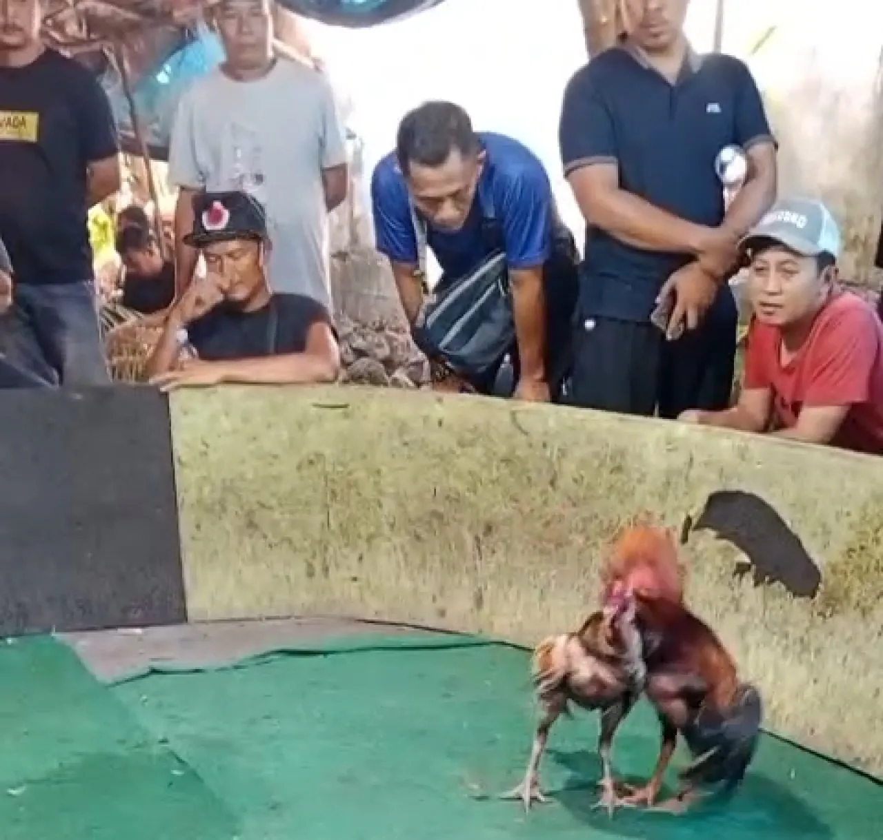 Ket Foto : Memicu Timbulnya Keresahan Warga Sekitar, Aktivitas Judi Sabung Ayam Kembali Marak Terjadi di Wilayah Joho Kec. Gedangan - Kab. Sidoarjo