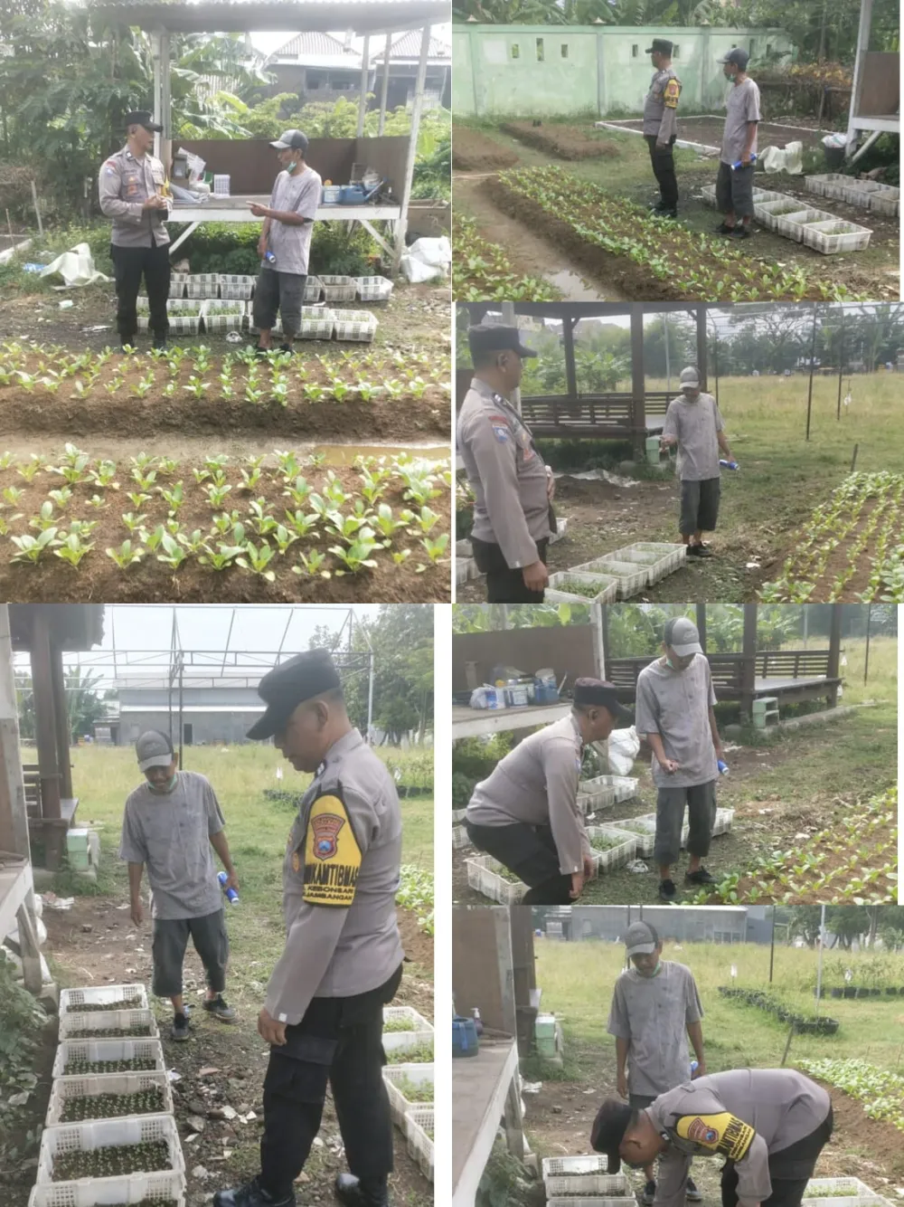 Ket Foto : Bhabinkamtibmas Polsek Jambangan Perkuat Ketahanan Pangan Lewat Pendampingan Kelompok Tani Lestari