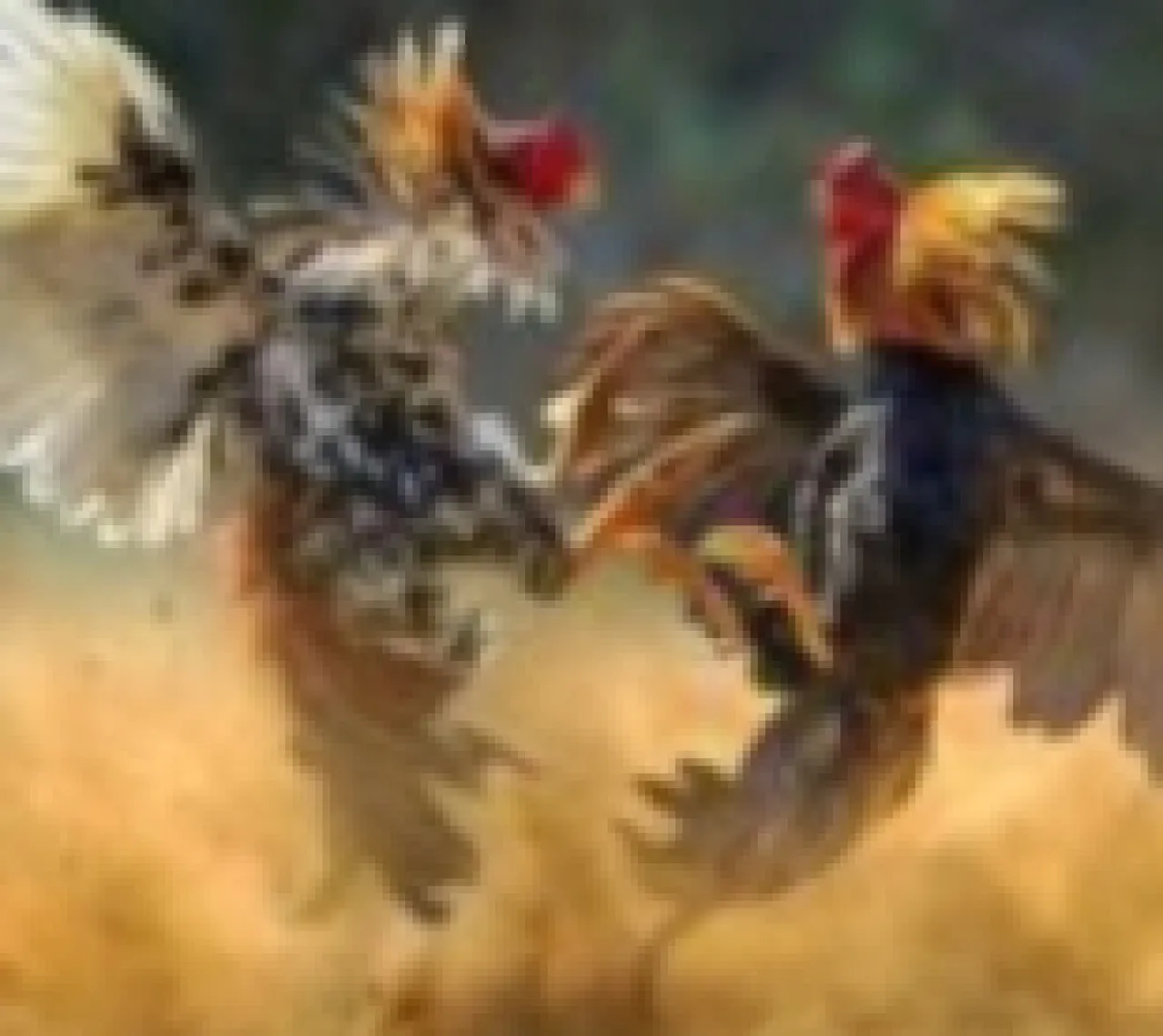 Ket Foto : Sempat di Tutup, Aktivitas Kalangan Ayam di Dusun Tungu Kembali Jadi Sorotan