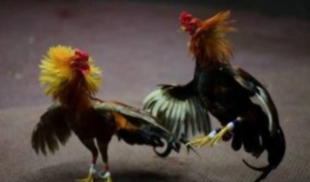 Dengan Terkesan Tutup Matanya Pihak APH Terkait Dugaan Judi Tarung Ayam Yang Berlangsung 5 Sambung Membuat Masyarakat Re