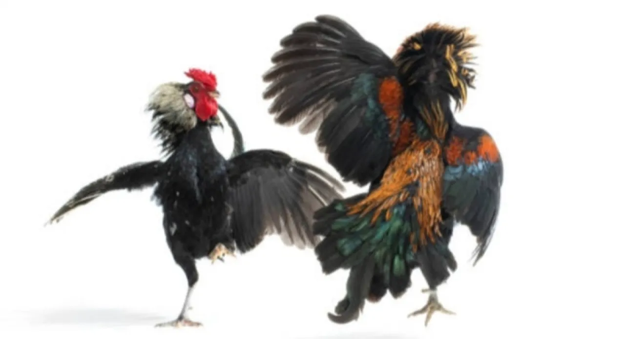 Diduga Sabung Ayam di Dusun Siluman Bades Masih Berlangsung, Warga Pertanyakan Keseriusan Penindakan