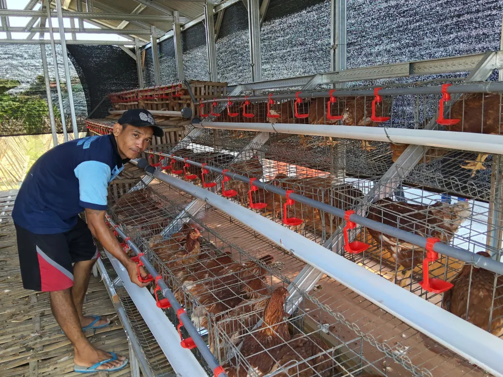 Ket Foto : Dukung Kemandirian Melalui Ketahanan Pangan, Lapas I Madiun Dorong Budidaya Ayam Petelur Warga Binaan