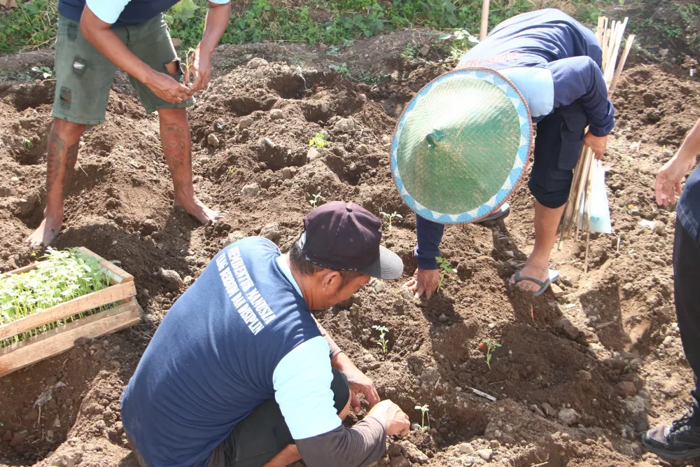 Ket Foto : Dari Brandgang Menuju Ketahanan Pangan, Lapas Kelas I Madiun Tanam Tomat sebagai Wujud Pembinaan Produktif
