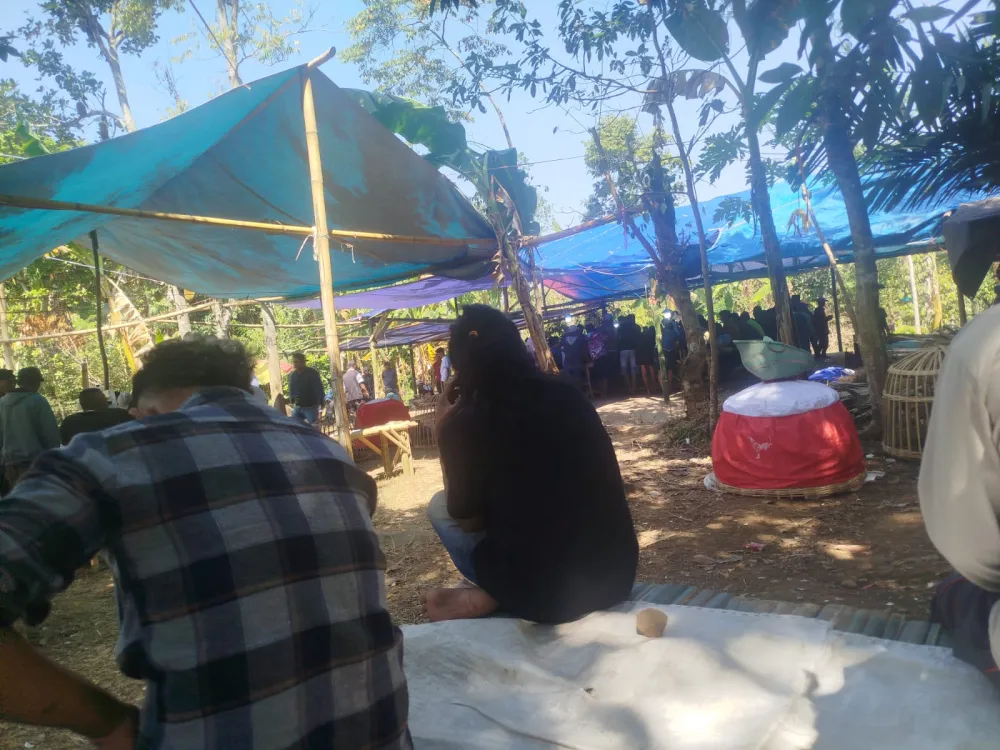 Ket Foto : Arena Judi Sabung Ayam Jelbuk Kab Jember Menjadi Sorotan Masyarakat, Pasalnya Berpotensi Menganggu Ketertiban Umum 